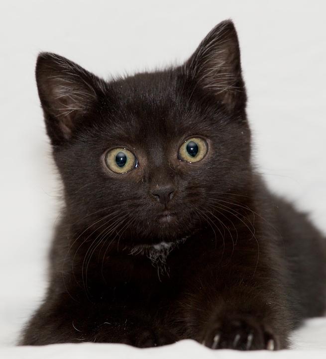 Enlarge Ursula, an adopted Domestic Short Hair in Washburn, WI image 1/2