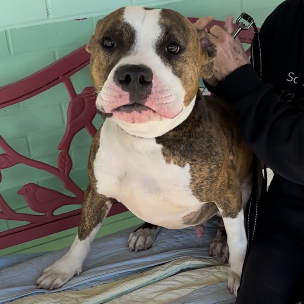 Niko, a Adoptable American Bulldog in Trenton, MO image 4/4