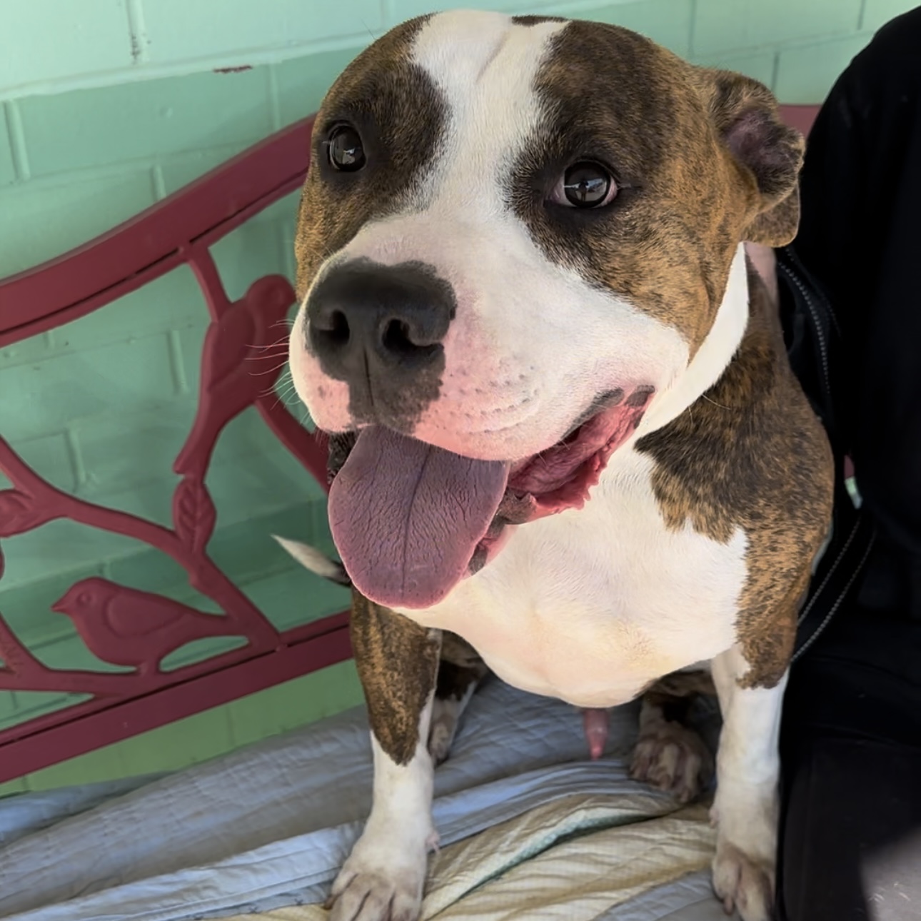 Niko, Adoptable, Adult Male American Bulldog.