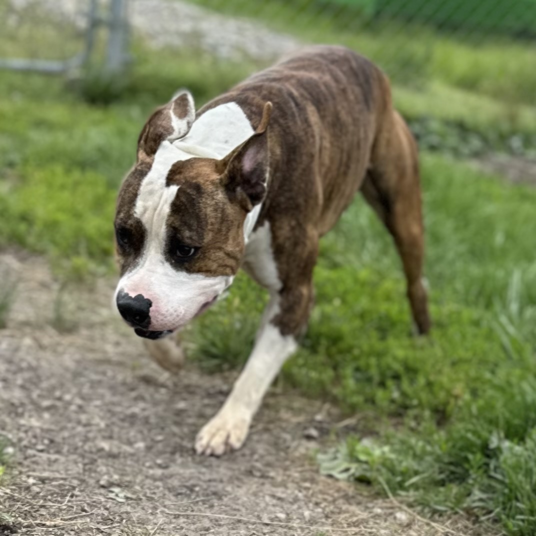 Niko, a Adoptable American Bulldog in Trenton, MO image 3/4