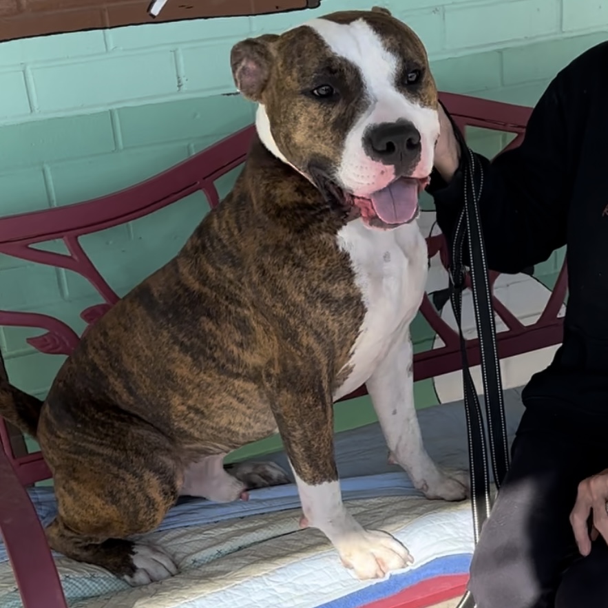 Niko, a Adoptable American Bulldog in Trenton, MO image 2/4