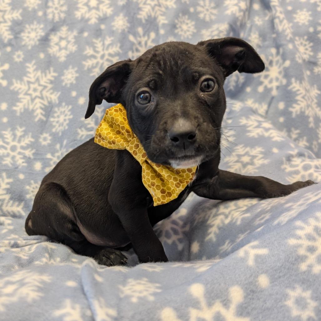 Enlarge Sneezy, a Adoptable Pit Bull Terrier in Emporia, KS image 1/5