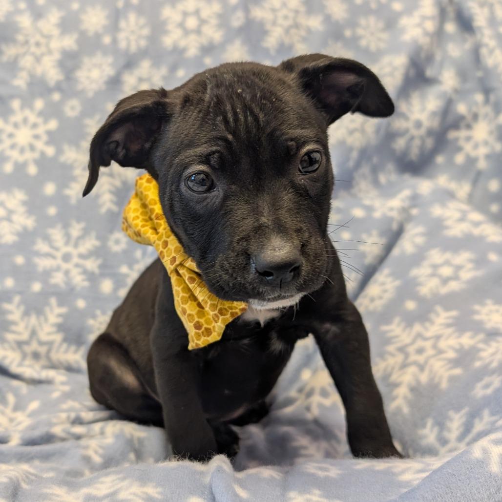 Enlarge Sneezy, a Adoptable Pit Bull Terrier in Emporia, KS image 2/5