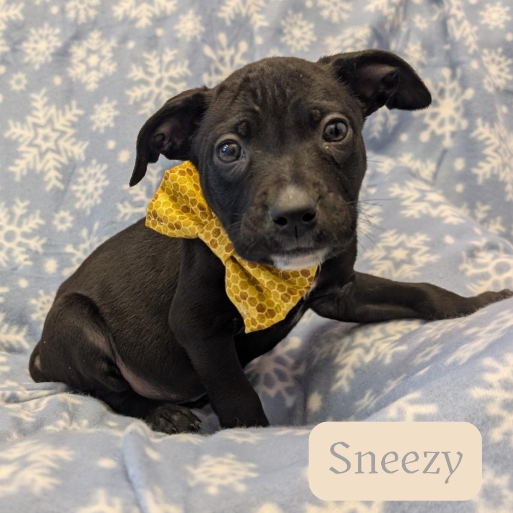 Enlarge Sneezy, a Adoptable Pit Bull Terrier in Emporia, KS image 3/5