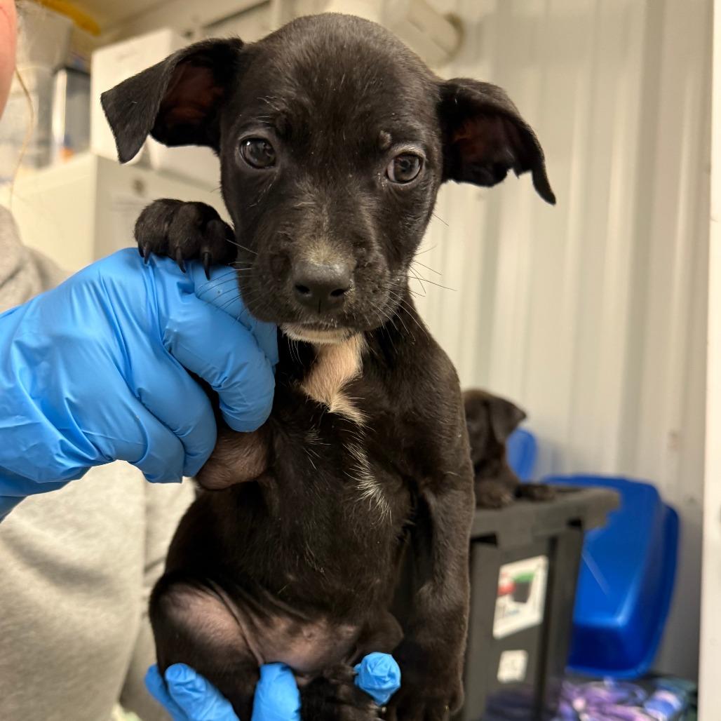Enlarge Sneezy, a Adoptable Pit Bull Terrier in Emporia, KS image 4/5