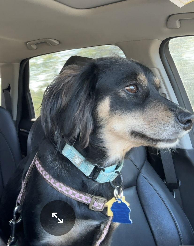 Trixie, a Adoptable Dachshund in Pearland, TX image 1/3