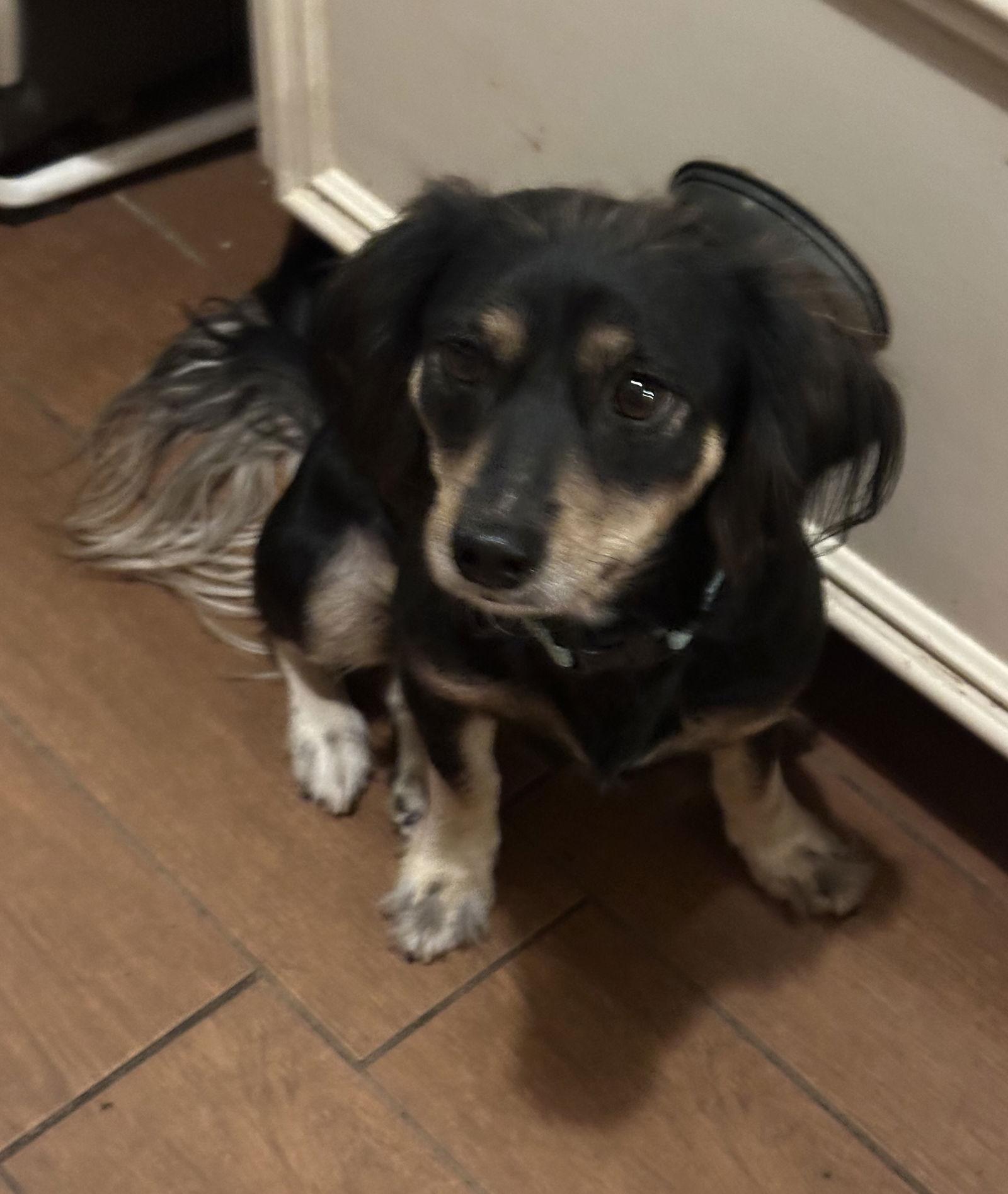 Trixie, a Adoptable Dachshund in Pearland, TX image 2/3