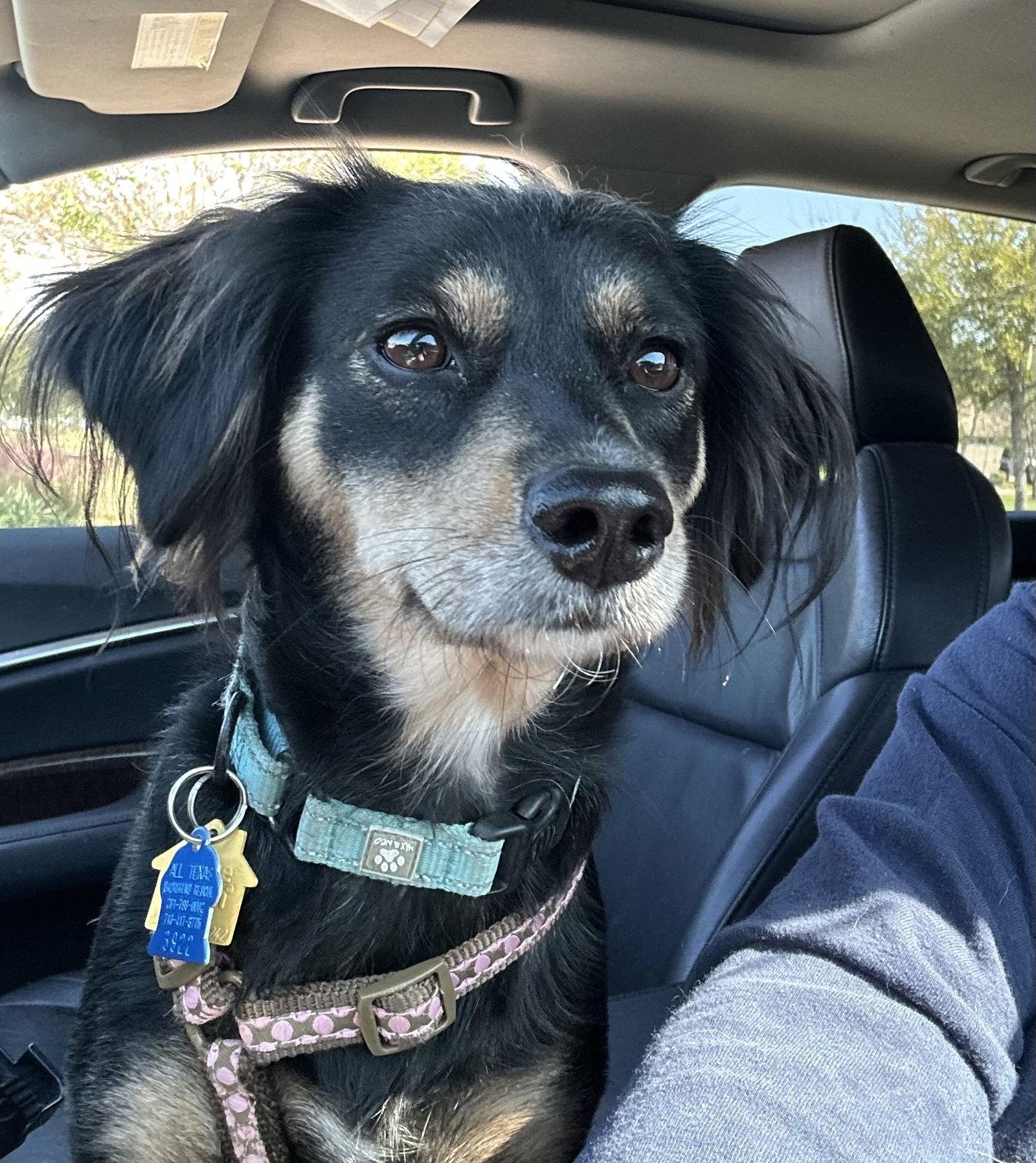 Trixie, a Adoptable Dachshund in Pearland, TX image 3/3