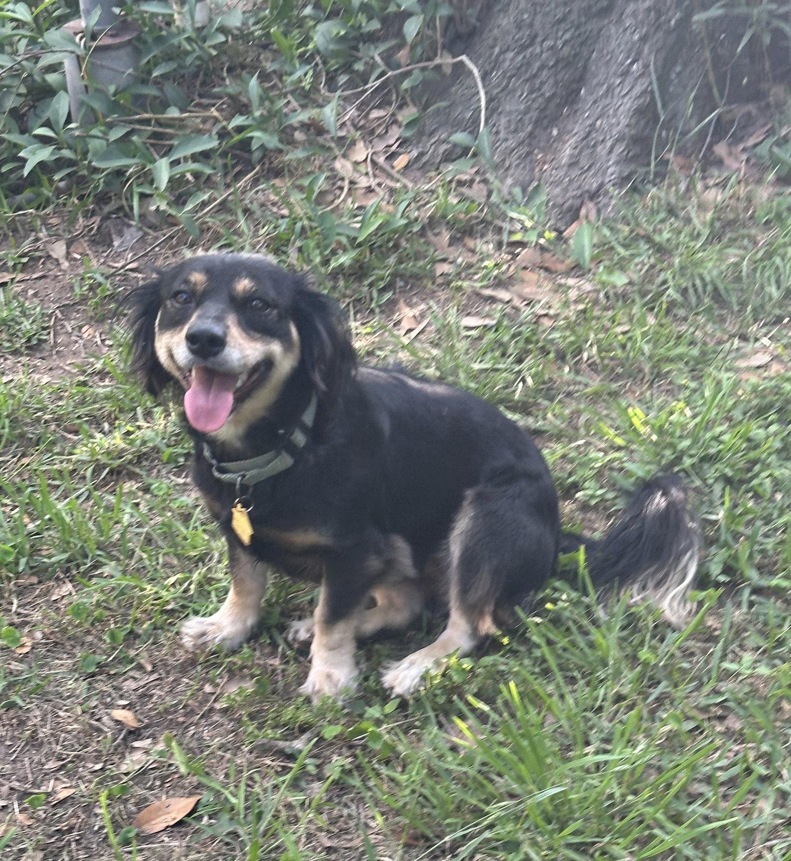 Enlarge Trixie, a Adoptable Dachshund in Pearland, TX image 2/3