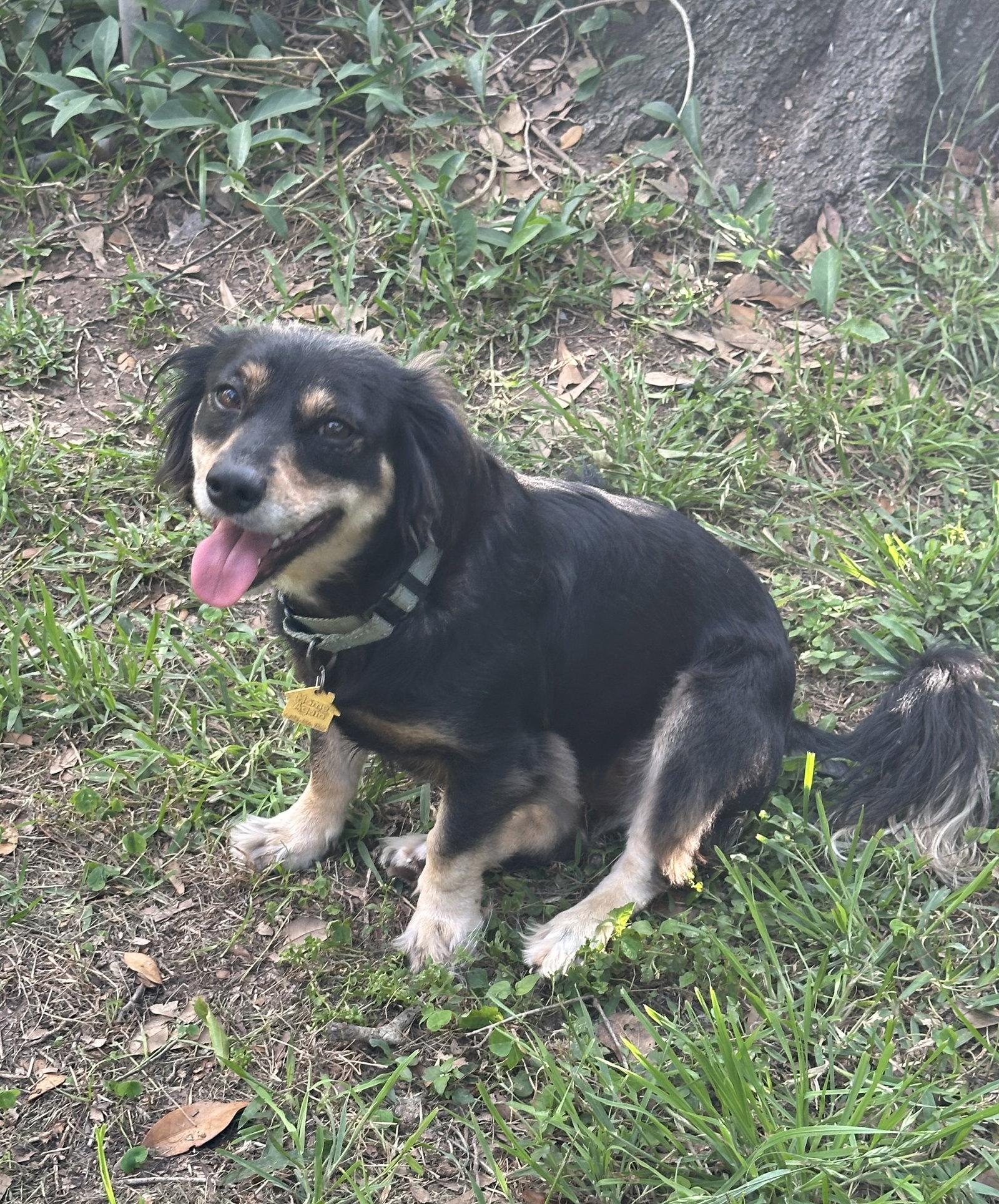 Enlarge Trixie, a Adoptable Dachshund in Pearland, TX image 3/3