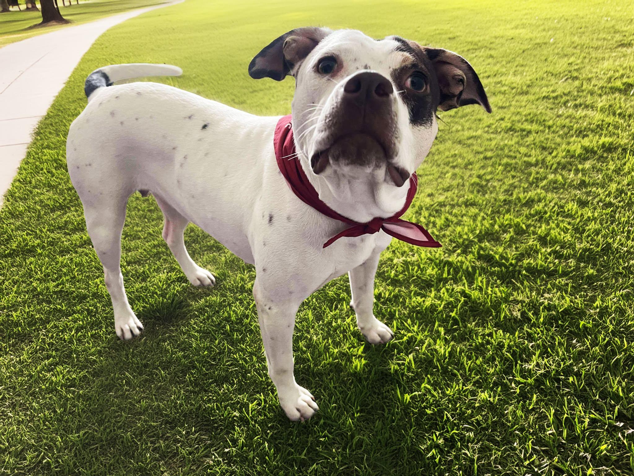 HONOR, Adoptable, Adult Female Pointer & Terrier.