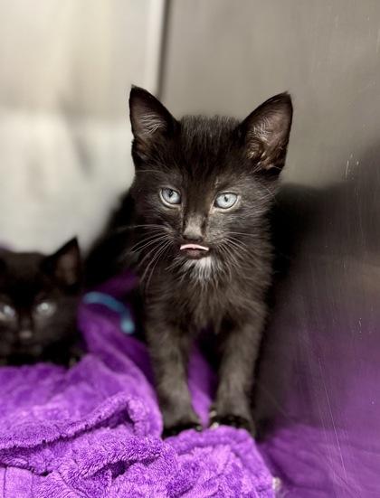 Edmond @ PetSmart in Athens, GA, ADOPTABLE, Kitten Male Domestic Short Hair.