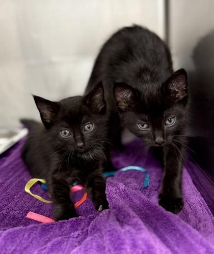 Enlarge Edmond @ PetSmart in Athens, GA, an adopted Domestic Short Hair in Bishop, GA image 2/2