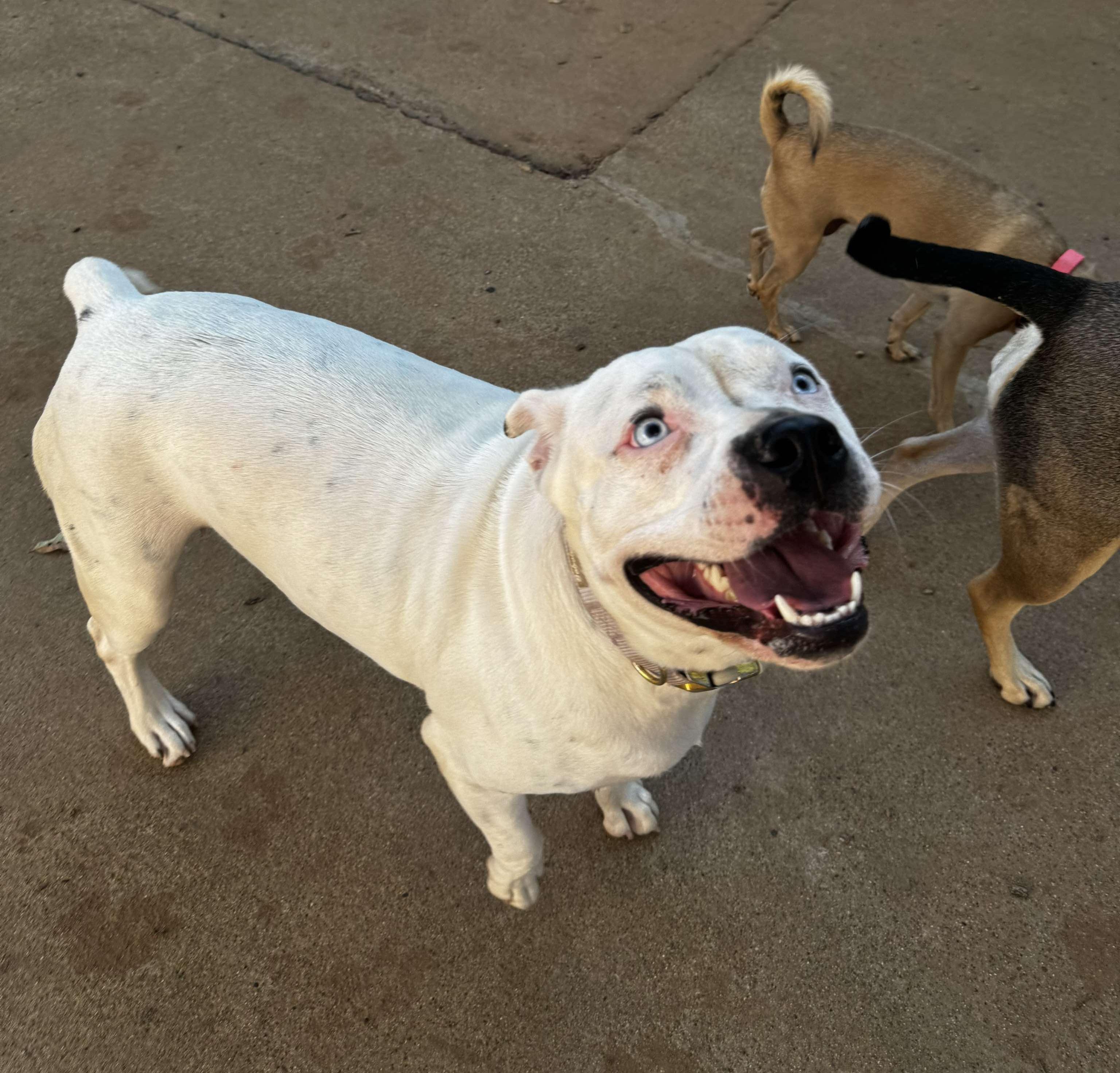 Bluebelle, a Adoptable mixed breed in Arlee, MT image 1/6
