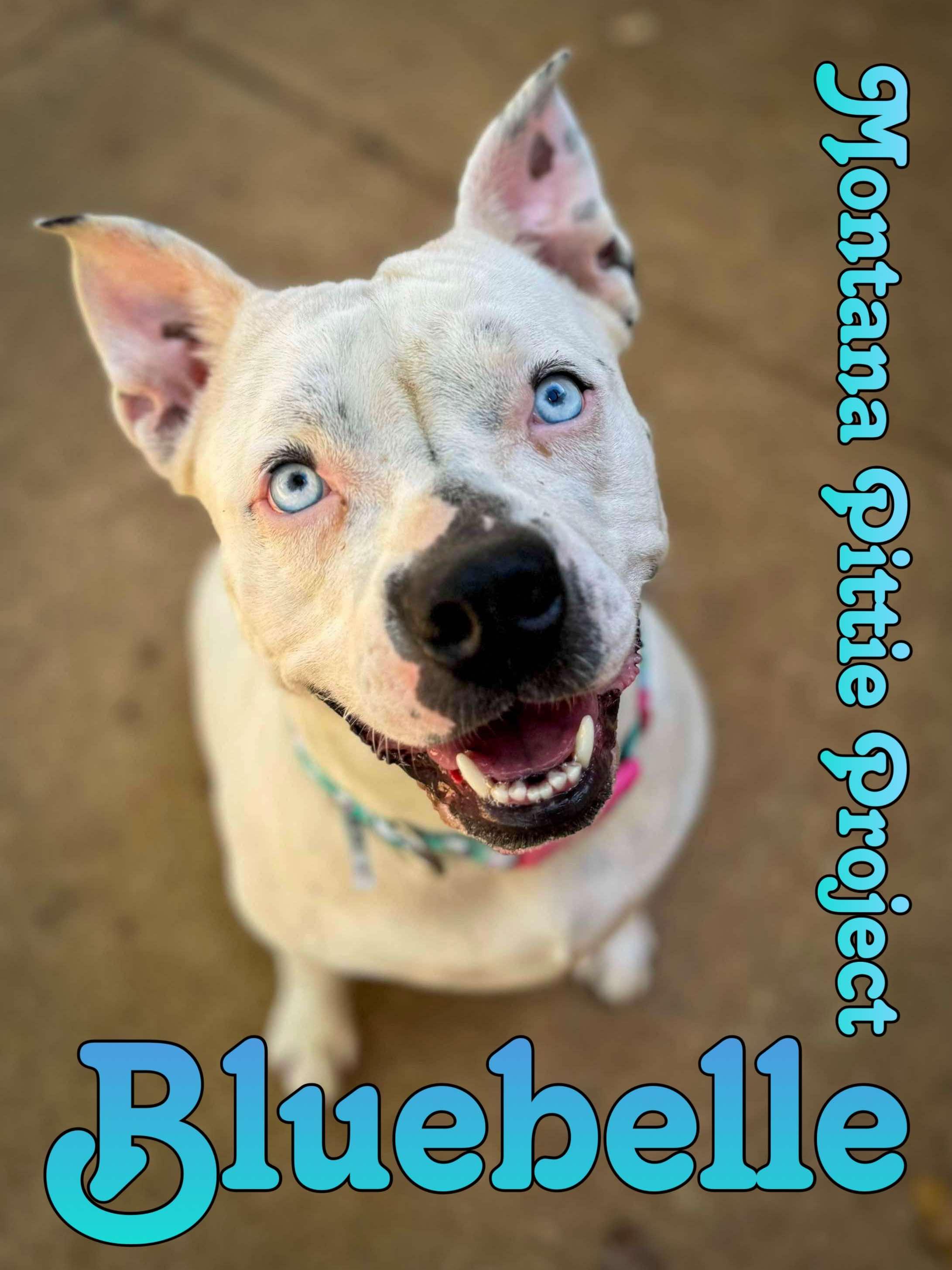 Bluebelle, a Adoptable mixed breed in Arlee, MT image 2/6