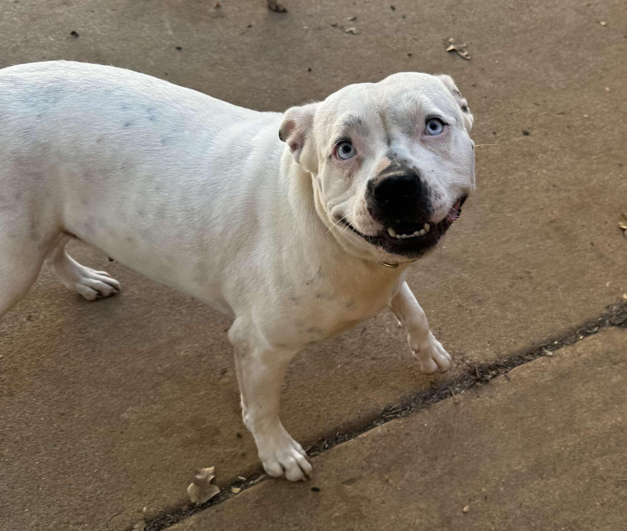 Bluebelle, a Adoptable mixed breed in Arlee, MT image 4/6