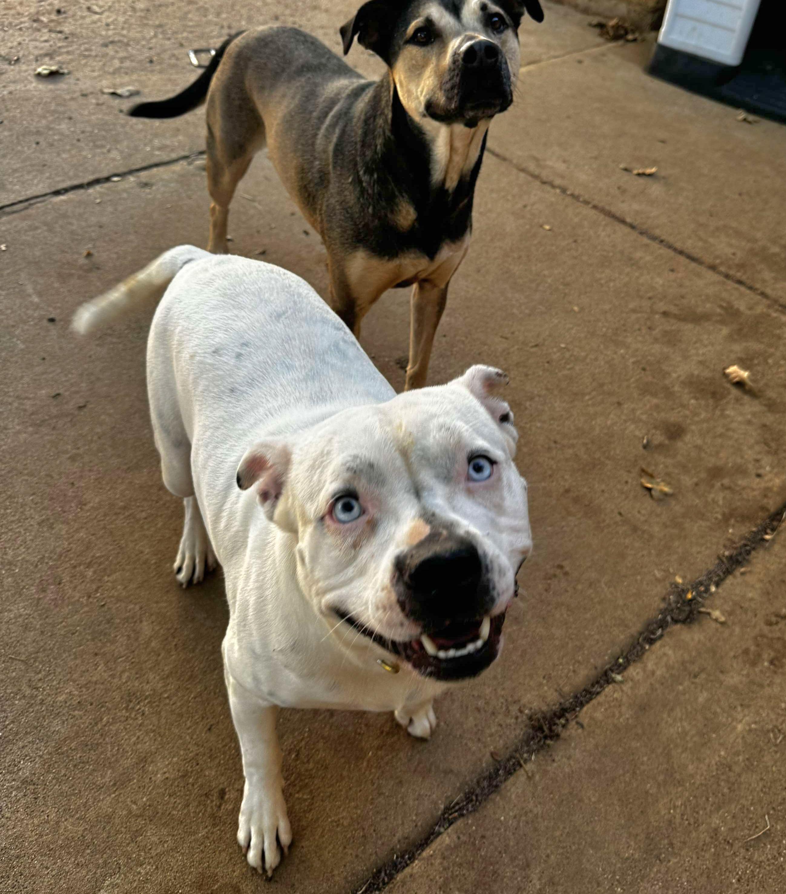 Bluebelle, a Adoptable mixed breed in Arlee, MT image 6/6