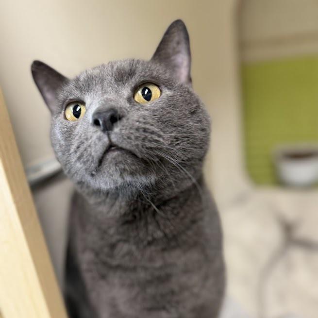 Enlarge Gigi, a Adoptable Domestic Short Hair in La Plata, MD image 2/6