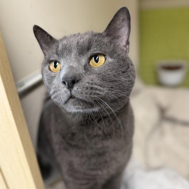 Enlarge Gigi, a Adoptable Domestic Short Hair in La Plata, MD image 3/6