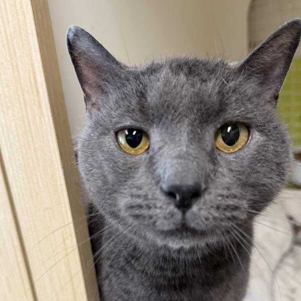 Enlarge Gigi, a Adoptable Domestic Short Hair in La Plata, MD image 4/6