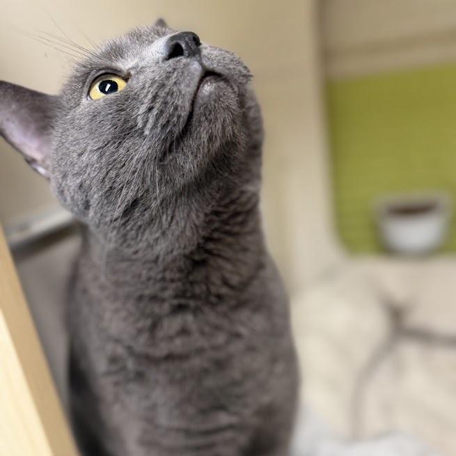 Enlarge Gigi, a Adoptable Domestic Short Hair in La Plata, MD image 5/6