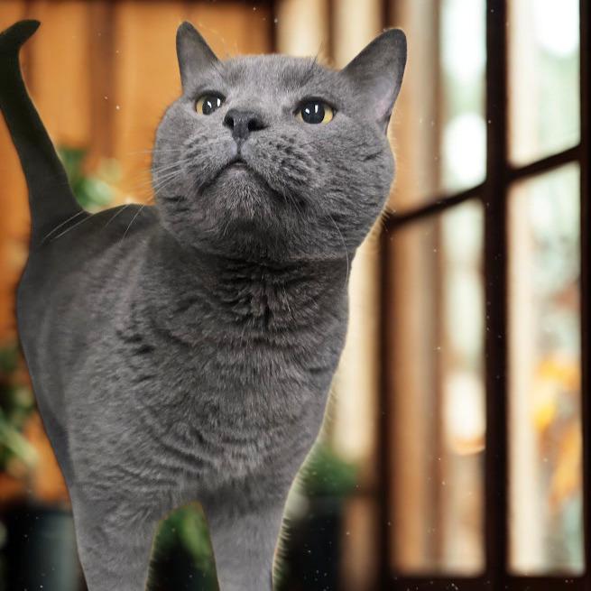 Enlarge Gigi, a Adoptable Domestic Short Hair in La Plata, MD image 6/6