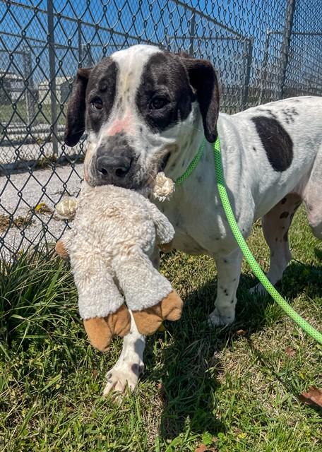 RUPERT, Adoptable, Adult Male Hound.
