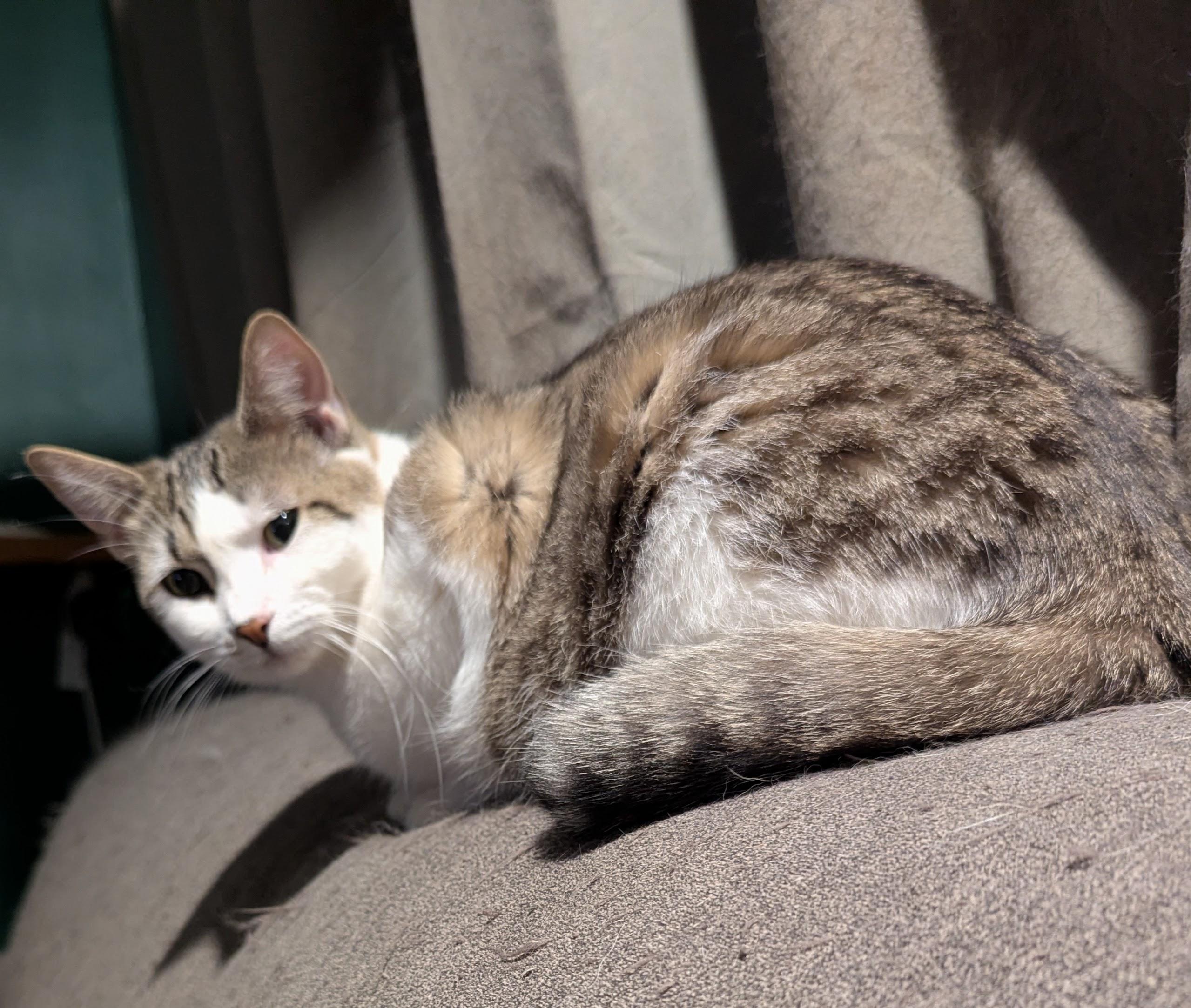 Enlarge Little Honey, a Adoptable Domestic Short Hair in Lincoln, NE image 1/2
