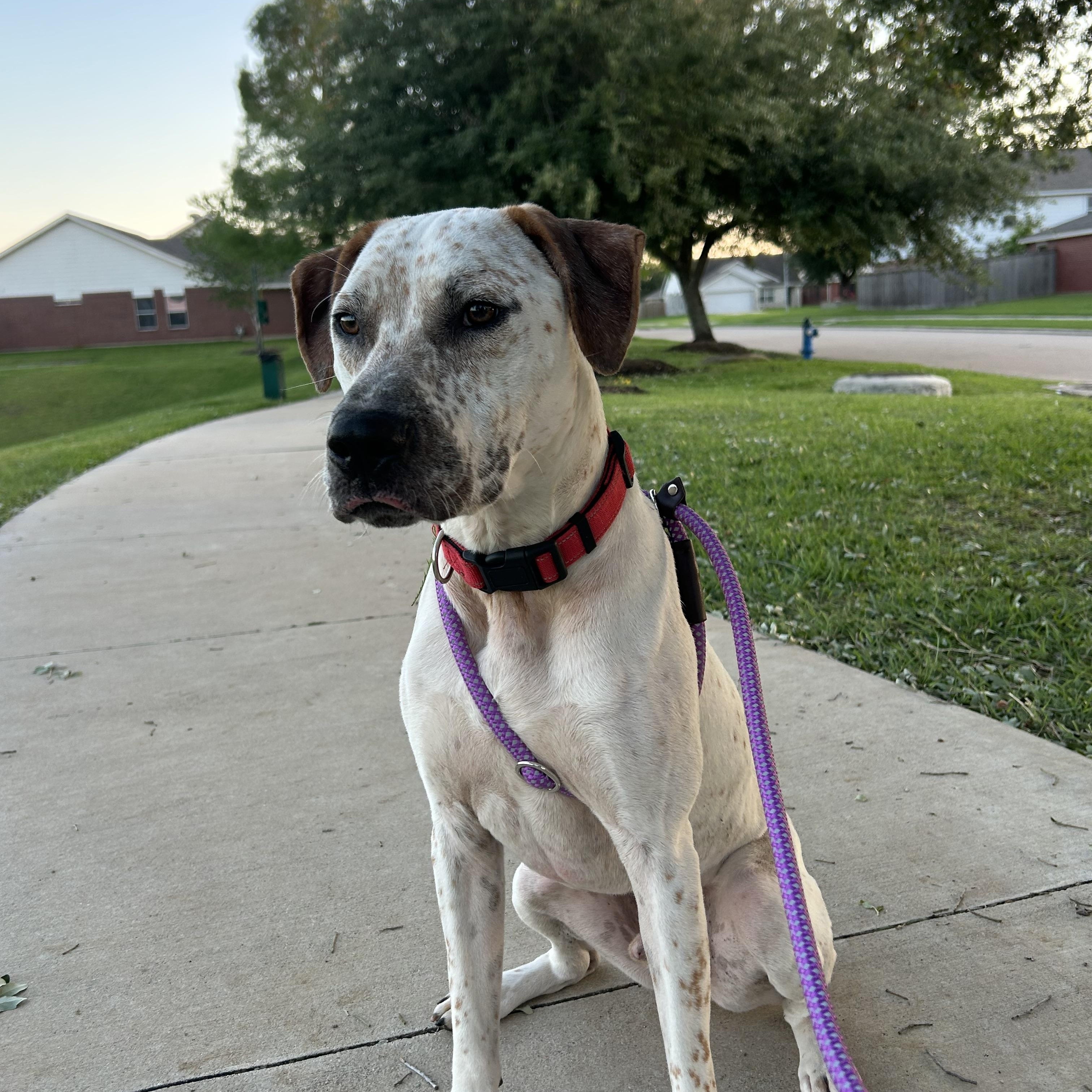 Enlarge Cody, a Adoptable mixed breed in Cleveland , OH image 6/6