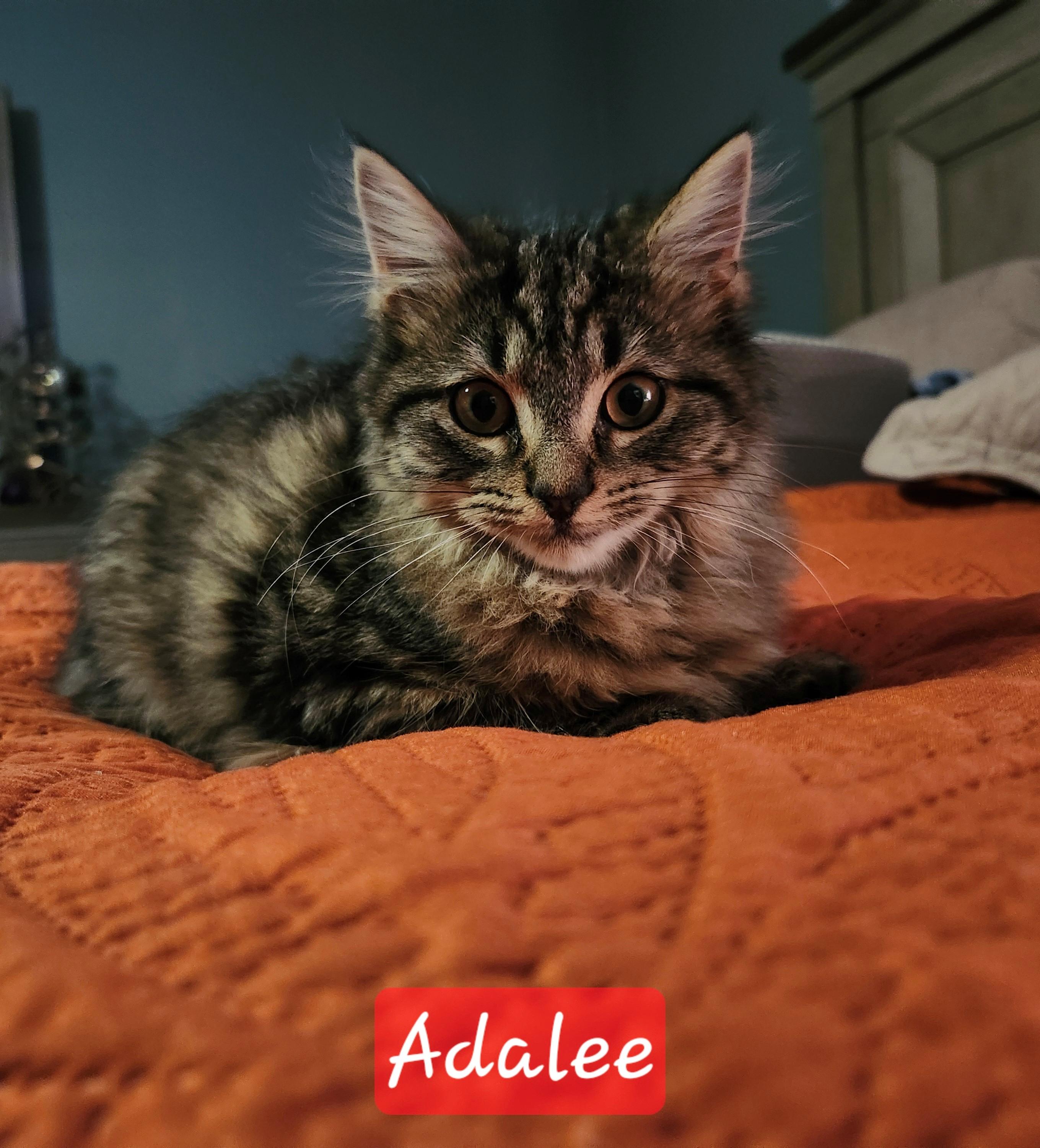 Enlarge Adalee, an adoptable Domestic Long Hair in Knoxville, TN image 1/4