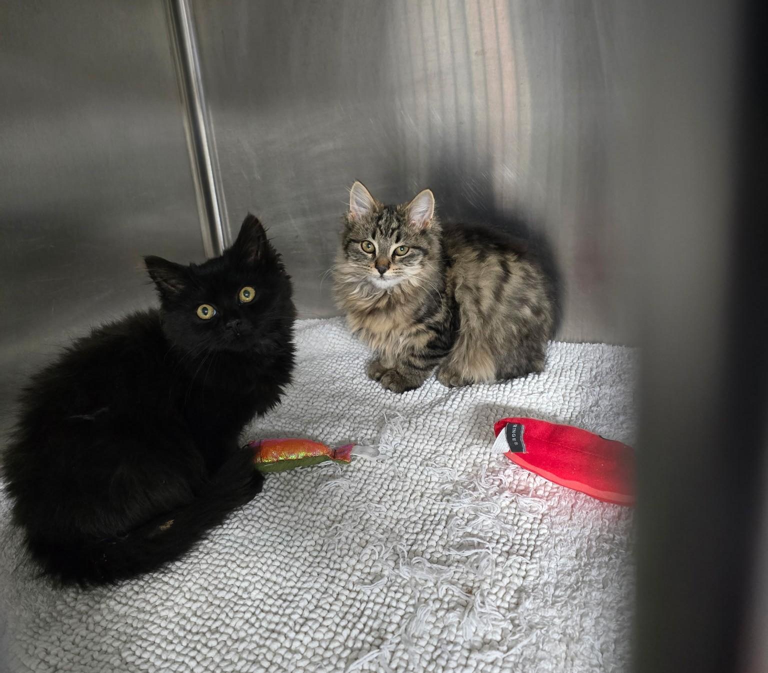 Enlarge Adalee, an adoptable Domestic Long Hair in Knoxville, TN image 3/4