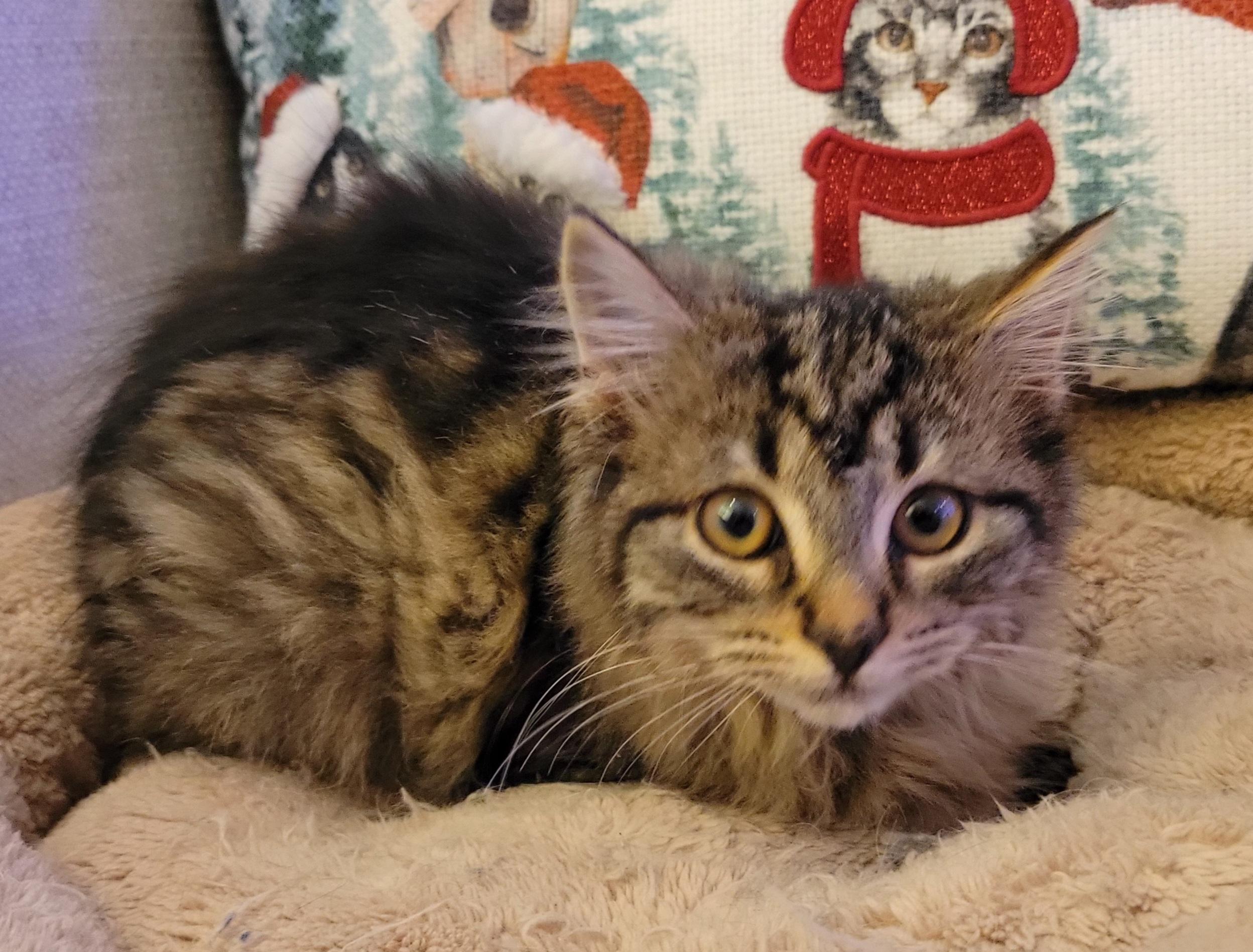 Adalee, adoptable, Kitten Female Domestic Long Hair.