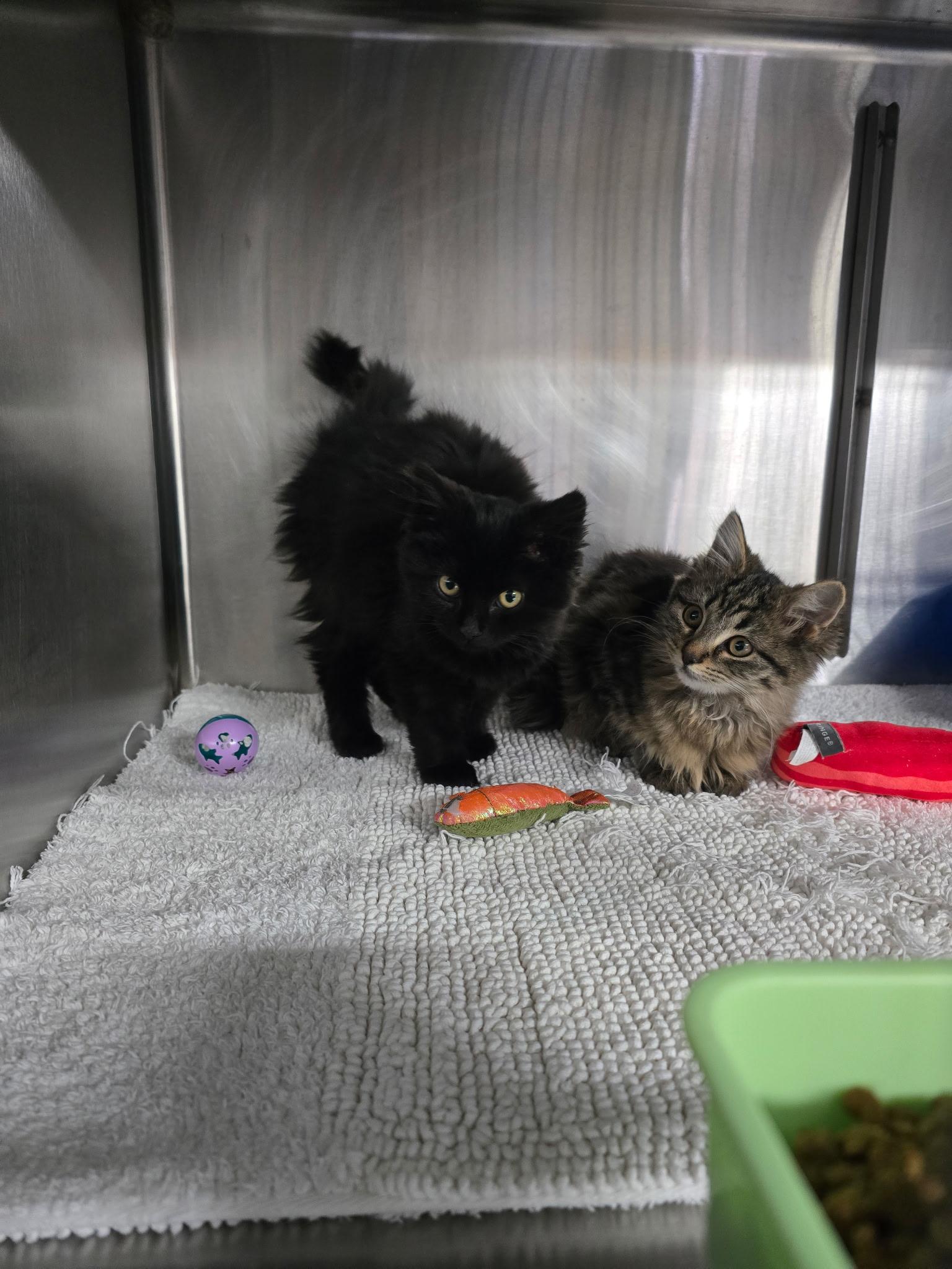 Enlarge Adalee, an adoptable Domestic Long Hair in Knoxville, TN image 4/4