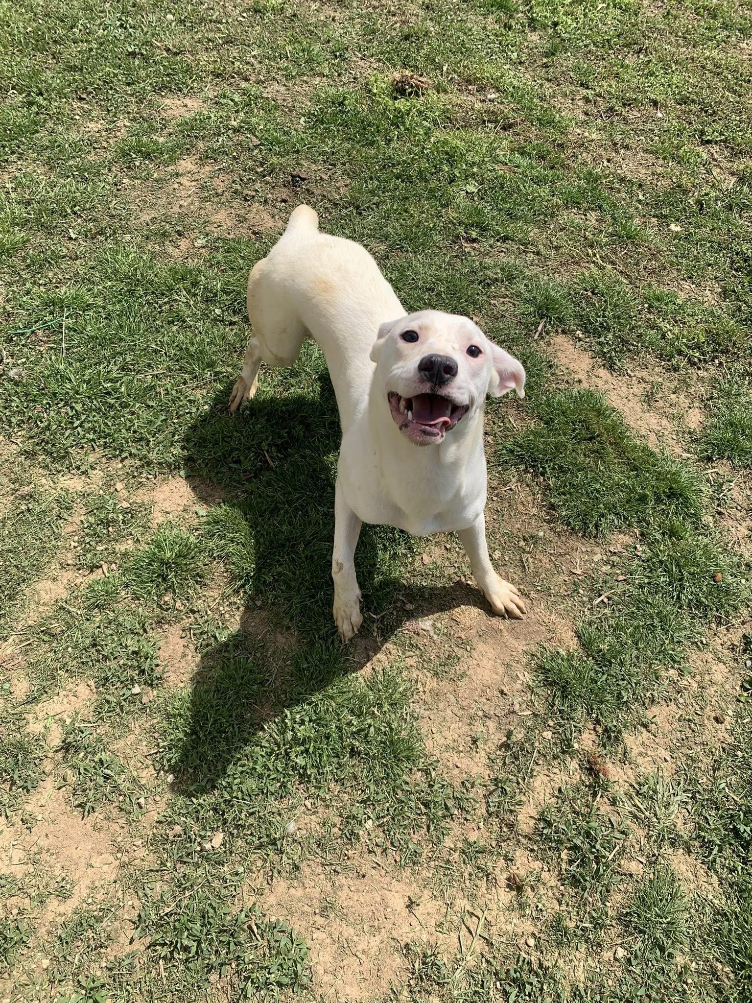 Enlarge Stretch, a Adoptable Labrador Retriever in Fairfield, IL image 1/1