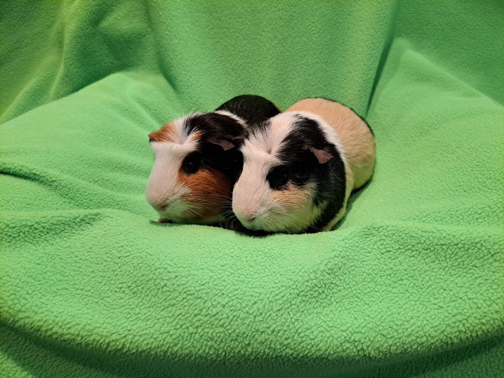 Double and Trouble, Adoptable, Adult Male Guinea Pig & Guinea Pig.