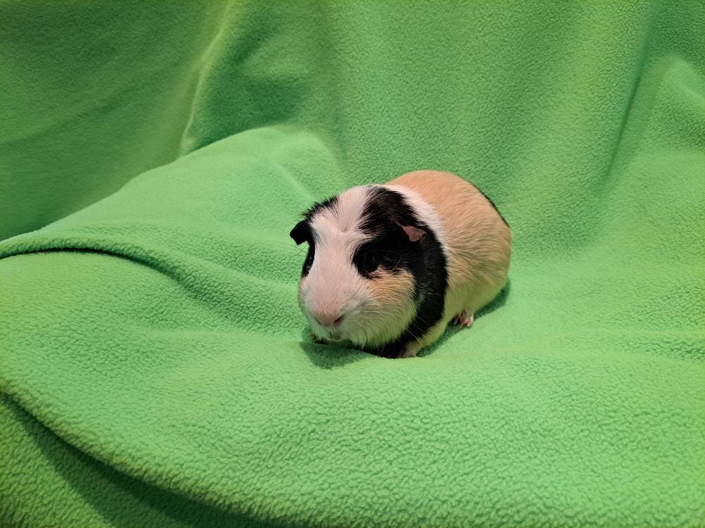 Enlarge Double and Trouble, a Adoptable mixed breed in South Bend, IN image 2/5