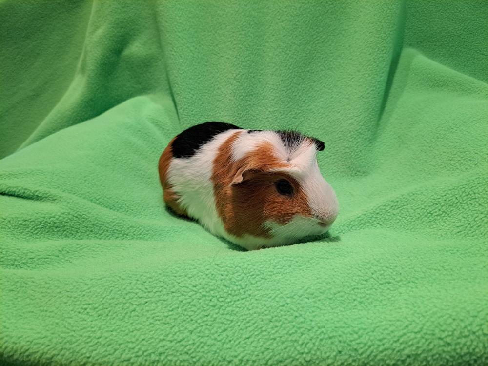 Enlarge Double and Trouble, a Adoptable mixed breed in South Bend, IN image 3/5