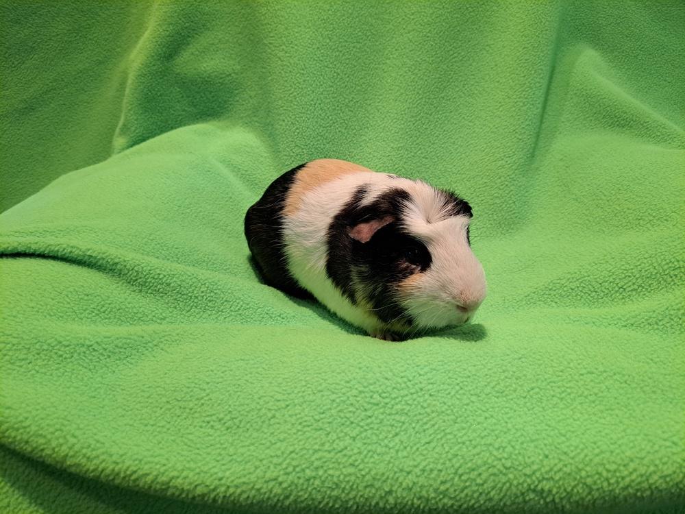 Enlarge Double and Trouble, a Adoptable mixed breed in South Bend, IN image 4/5