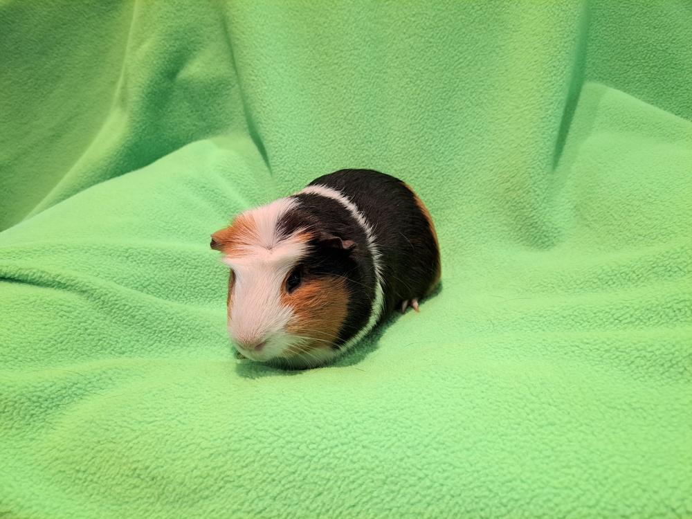 Enlarge Double and Trouble, a Adoptable mixed breed in South Bend, IN image 5/5