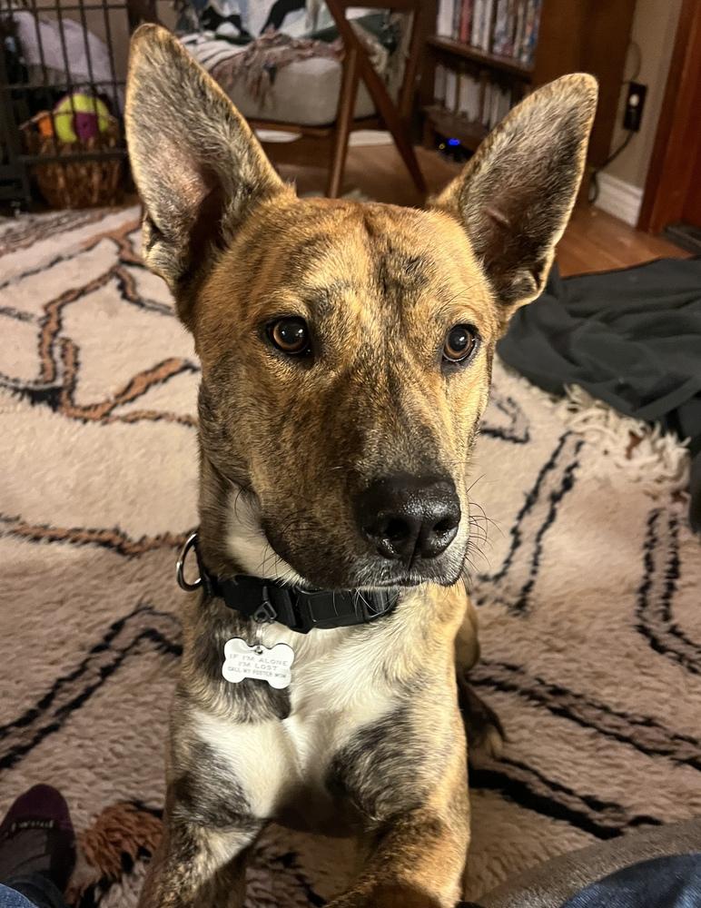 Skip, Adoptable, Young Male Mixed Breed.