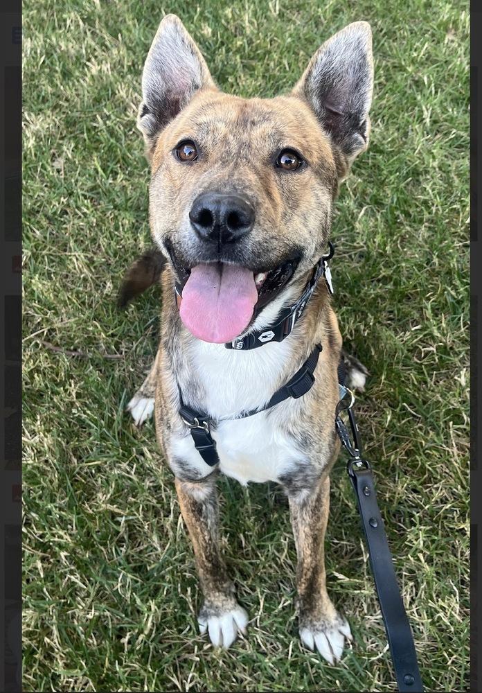Skipper, Adoptable, Young Male German Shepherd Dog.