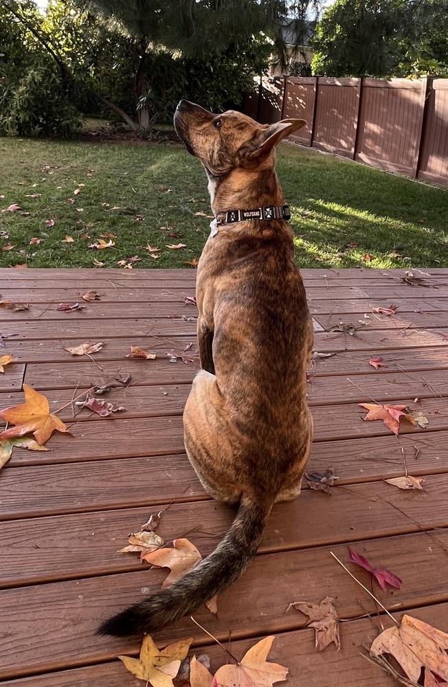 Skip, a Adoptable mixed breed in Wildomar, CA image 2/6