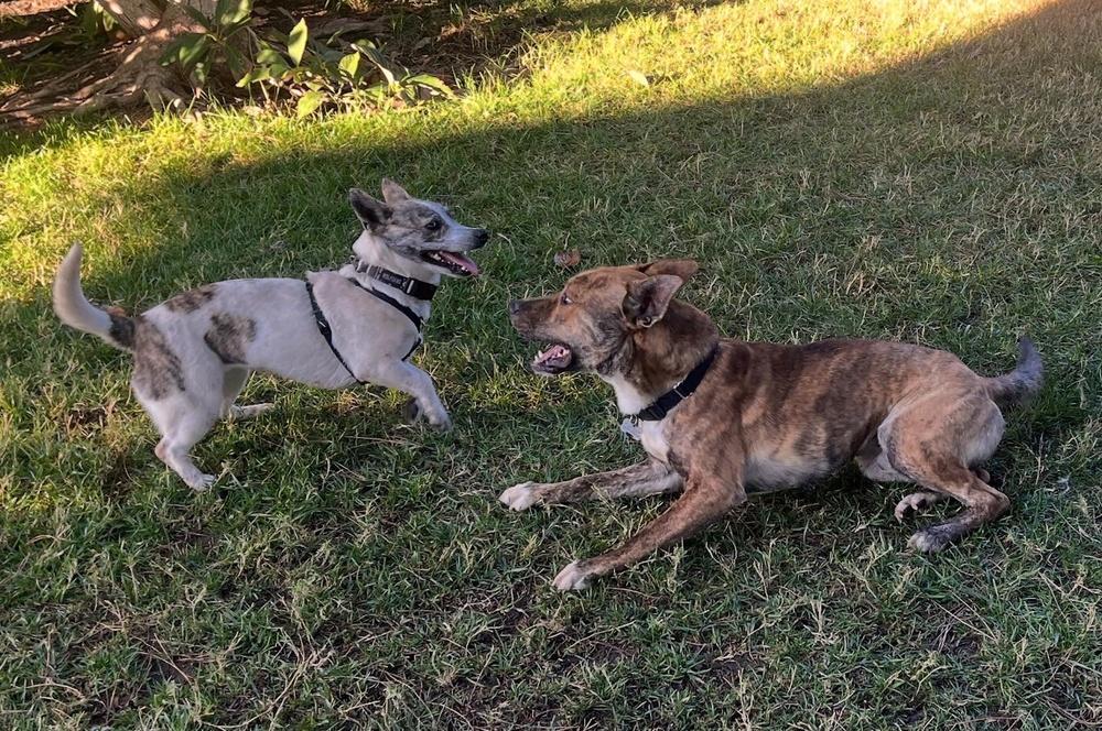 Skip, a Adoptable mixed breed in Wildomar, CA image 4/6