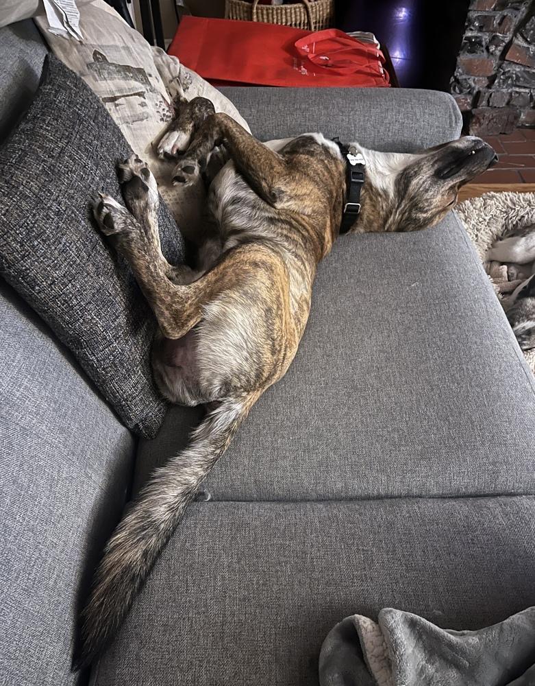 Skip, a Adoptable mixed breed in Wildomar, CA image 6/6