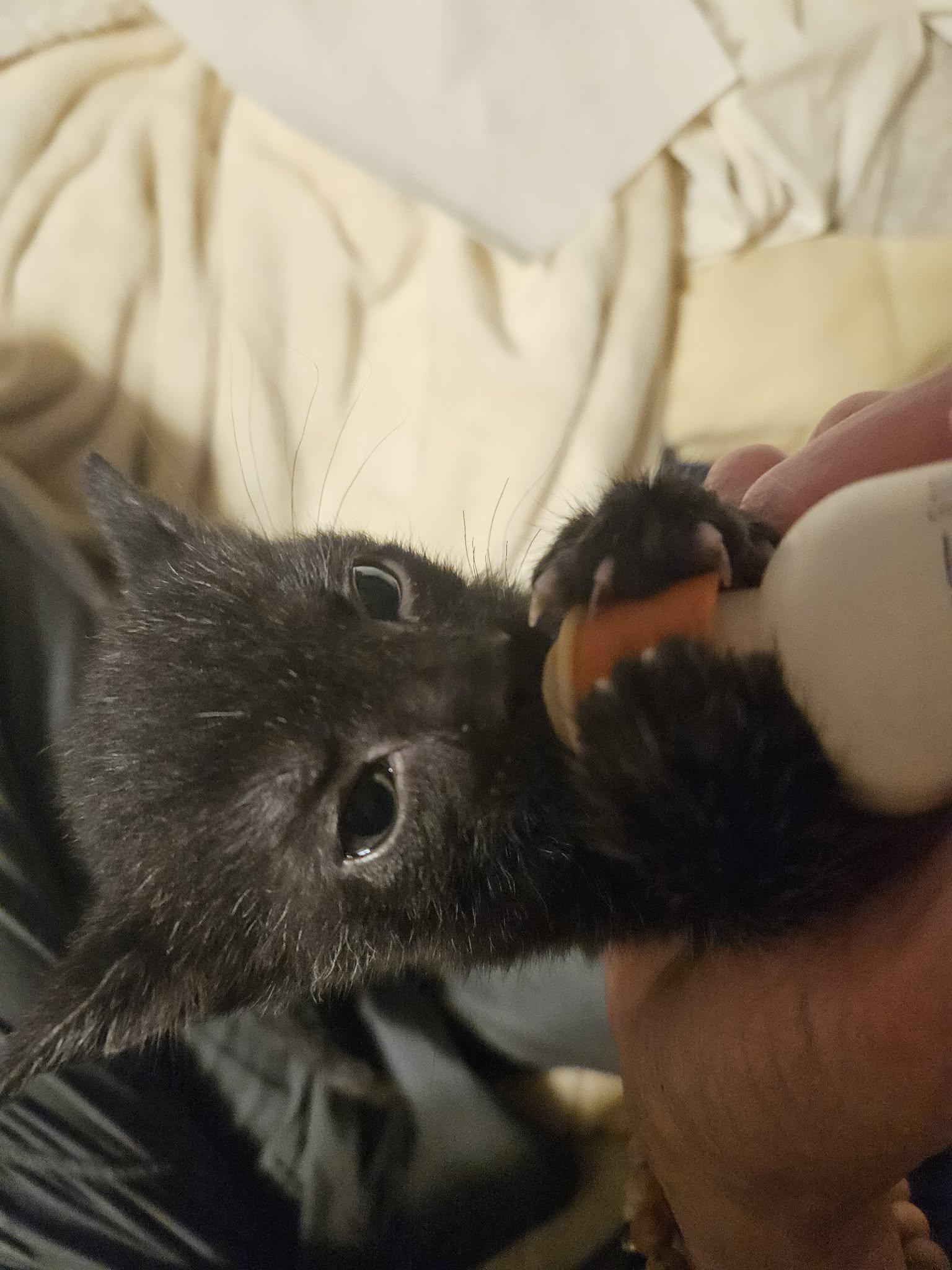 Prue, a ADOPTABLE Domestic Short Hair in Belchertown, MA image 1/2