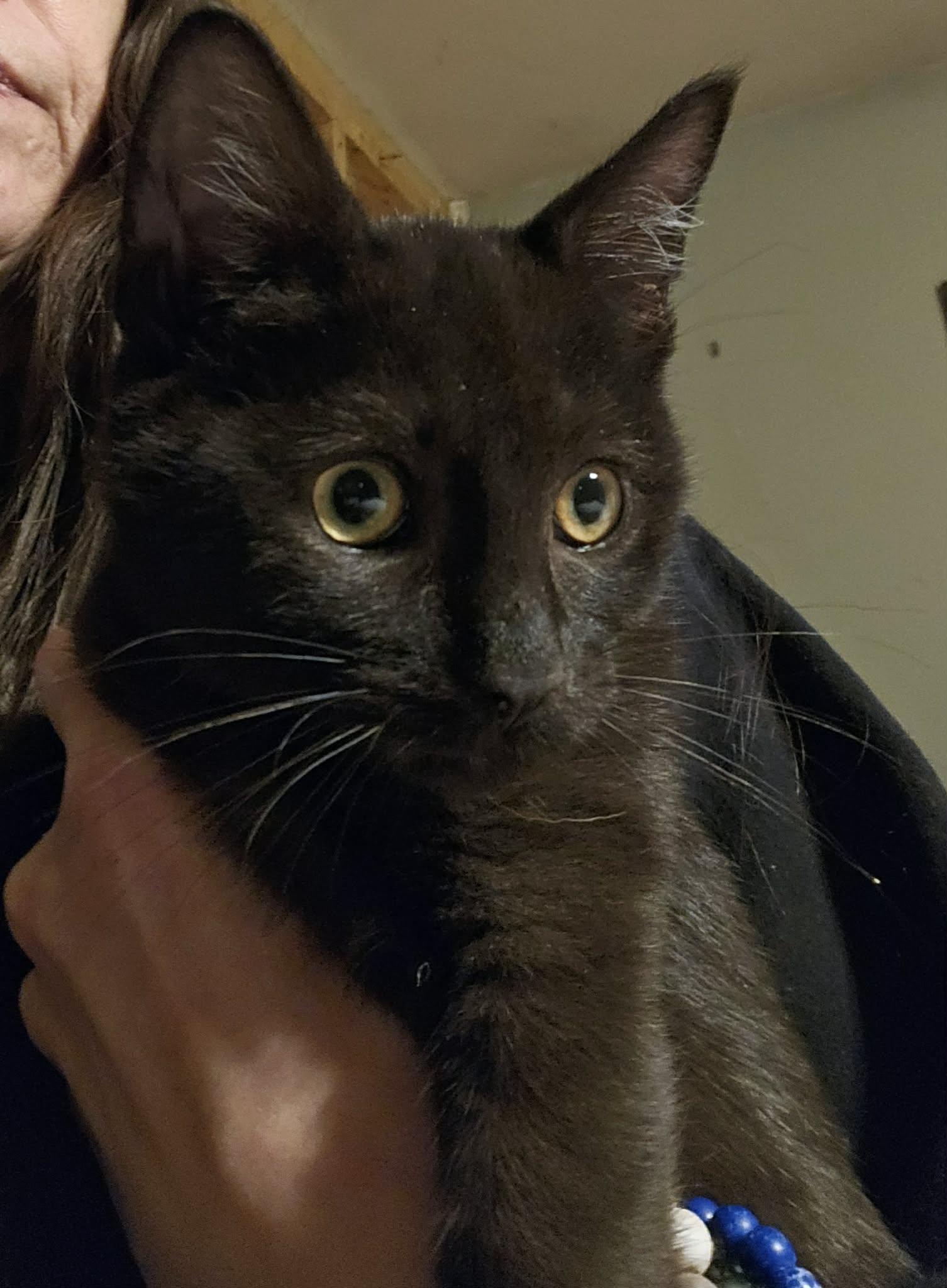 Prue, a ADOPTABLE Domestic Short Hair in Belchertown, MA image 2/2