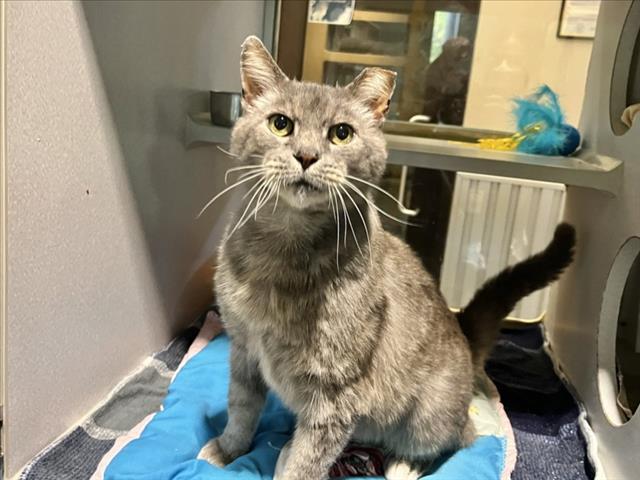 Enlarge PARKER, a Adoptable Domestic Long Hair in Chapel Hill, NC image 1/1