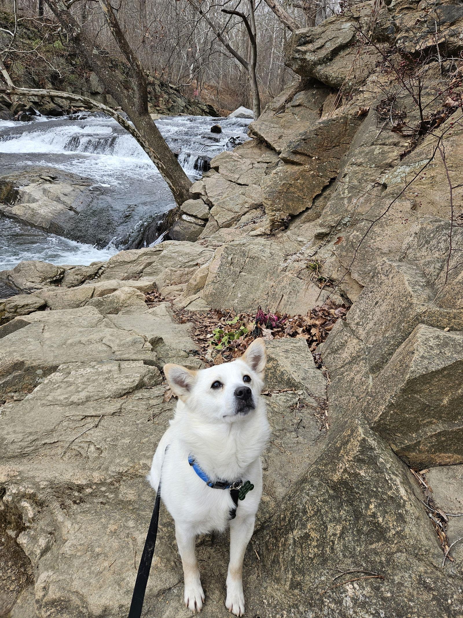 Buckley of MD, Adoptable, Young Male American Eskimo Dog & Chow Chow.