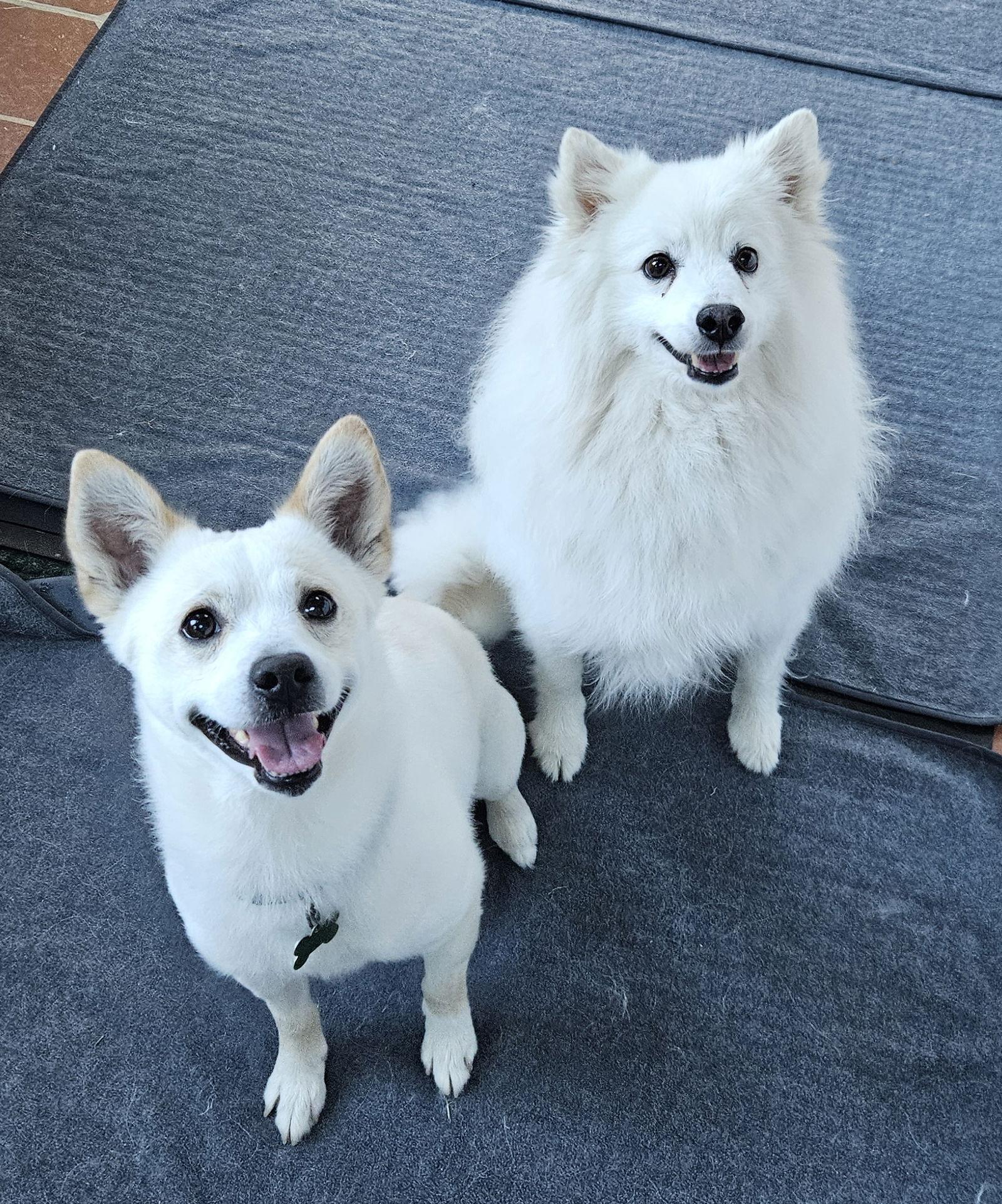 Buckley of MD, Adoptable, Young Male American Eskimo Dog & Chow Chow.