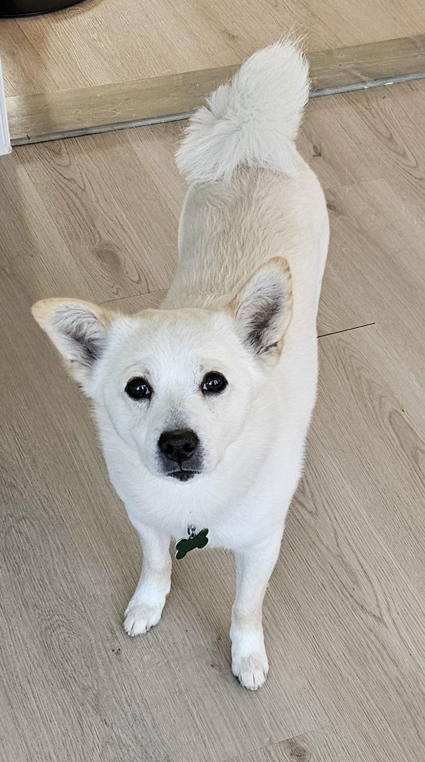 Enlarge Buckley of MD, a Adoptable mixed breed in Randallstown, MD image 2/3